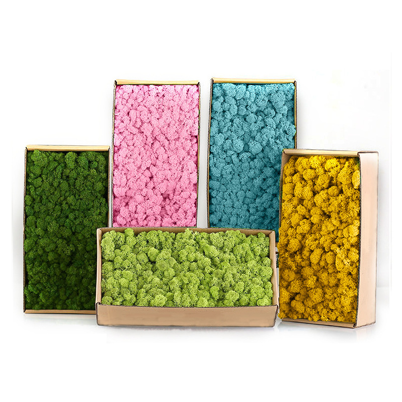 Sphagnum Moss Dry - نباتات خضراء اصطناعية، منظر طبيعي صغير،