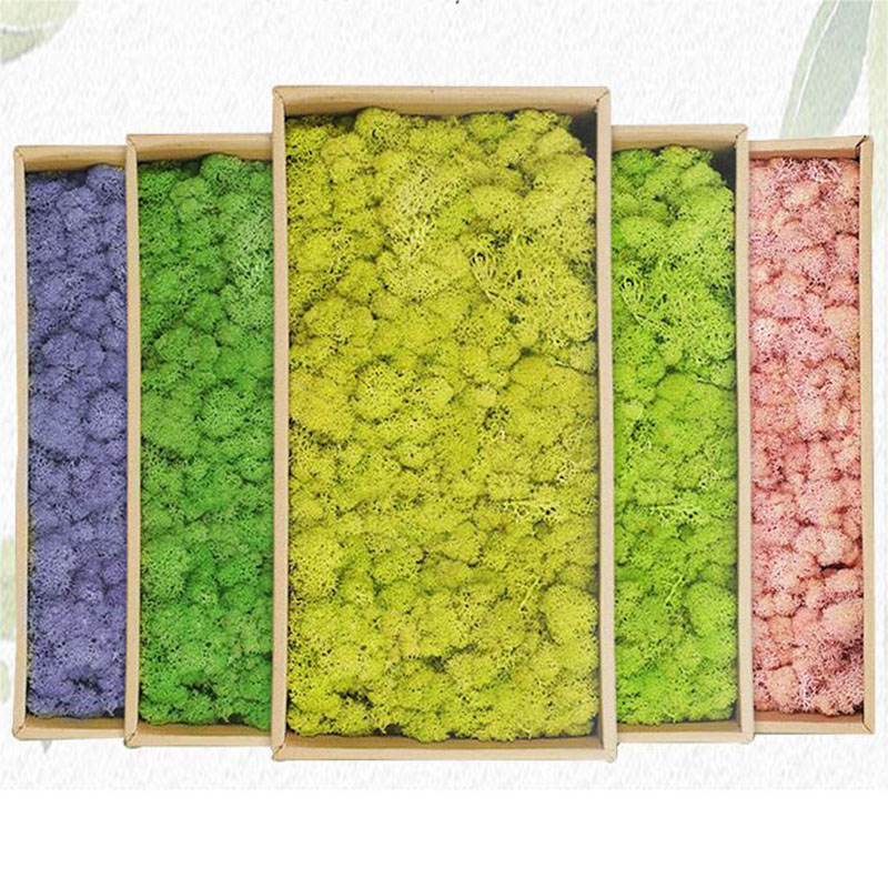 النباتات الخضراء الاصطناعية ال - مراجعة Sphagnum Moss Dry وسعره